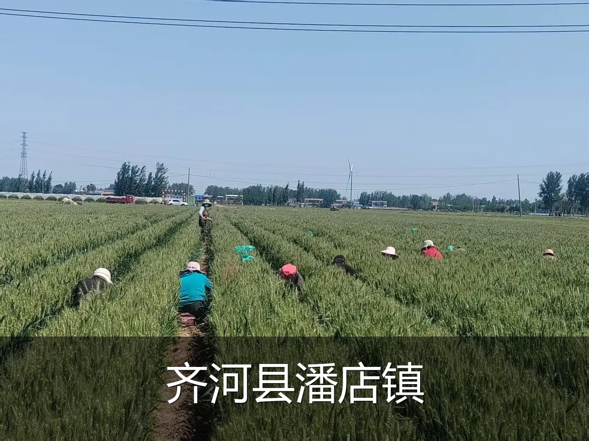 齐河县潘店镇